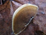 Steccherinum subrawakense image