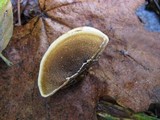 Steccherinum subrawakense image