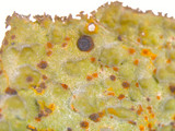 Lasallia papulosa image