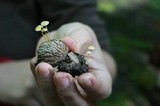 Mycena crocea image