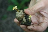 Mycena crocea image
