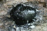 Camarops petersii image