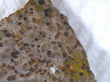 Lasallia papulosa image