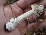 Amanita rhacopus image