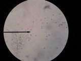 Amanita rhacopus image