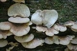 Lentinellus ursinus image