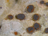 Lasallia papulosa image