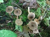 Inocybe fuscidula image