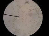 Inocybe fuscidula image