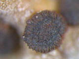 Lasallia papulosa image