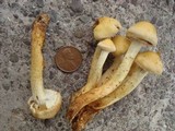Pholiota alnicola image