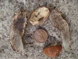 Leccinum aurantiacum image