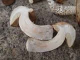 Leccinum holopus image