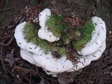 Oxyporus populinus image