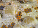 Lasallia papulosa image