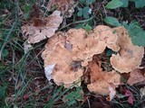 Onnia tomentosa image