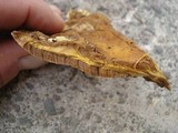 Onnia tomentosa image