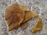 Onnia tomentosa image