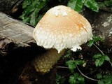Hemipholiota populnea image