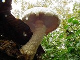 Hemipholiota populnea image