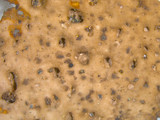Lasallia papulosa image