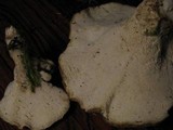 Boletopsis grisea image