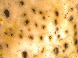 Lasallia papulosa image