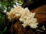 Hericium abietis image
