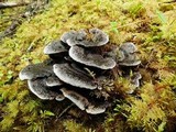 Hydnellum regium image