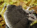 Hydnellum regium image