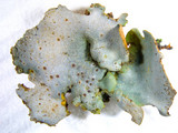 Dermatocarpon muhlenbergii image