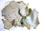 Dermatocarpon muhlenbergii image