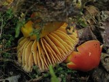 Hygrocybe punicea image
