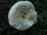 Lactarius deceptivus image