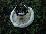 Lactarius deceptivus image