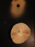 Pluteus petasatus image