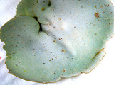 Dermatocarpon muhlenbergii image