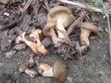Paxillus involutus image