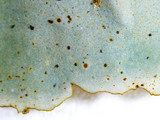 Dermatocarpon muhlenbergii image