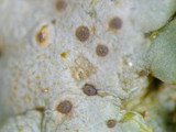 Dermatocarpon muhlenbergii image