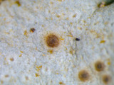 Dermatocarpon muhlenbergii image