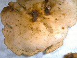 Dermatocarpon muhlenbergii image