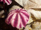 Marasmius tageticolor image