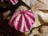 Marasmius tageticolor image