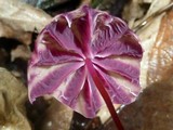 Marasmius tageticolor image