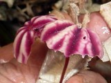 Marasmius tageticolor image