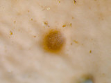 Dermatocarpon muhlenbergii image