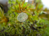 Cladonia grayi image