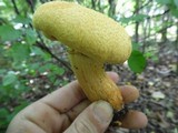 Phaeolepiota aurea image