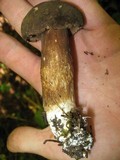 Tylopilus porphyrosporus image